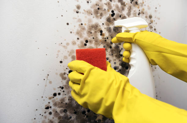 Best Mold Removal Near Me  in Sam Rayburn, TX